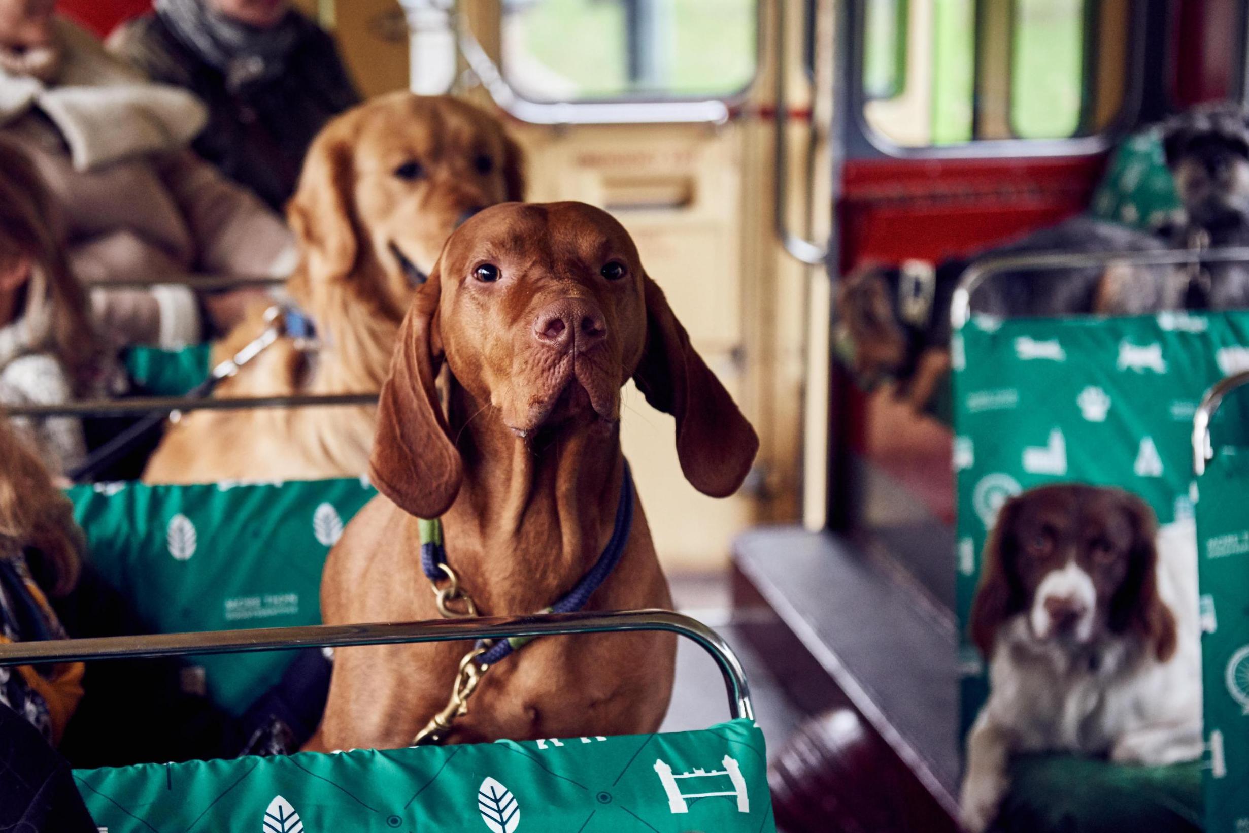 We love this event, where fans get to bring their dogs to T-Mobile